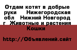 Отдам котят в добрые руки!  - Нижегородская обл., Нижний Новгород г. Животные и растения » Кошки   